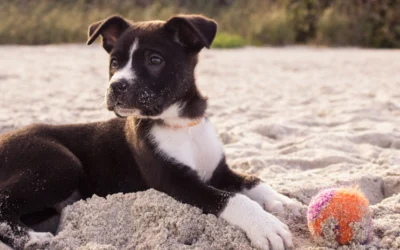 Quelle mutuelle choisir pour son chien ou son chat ?