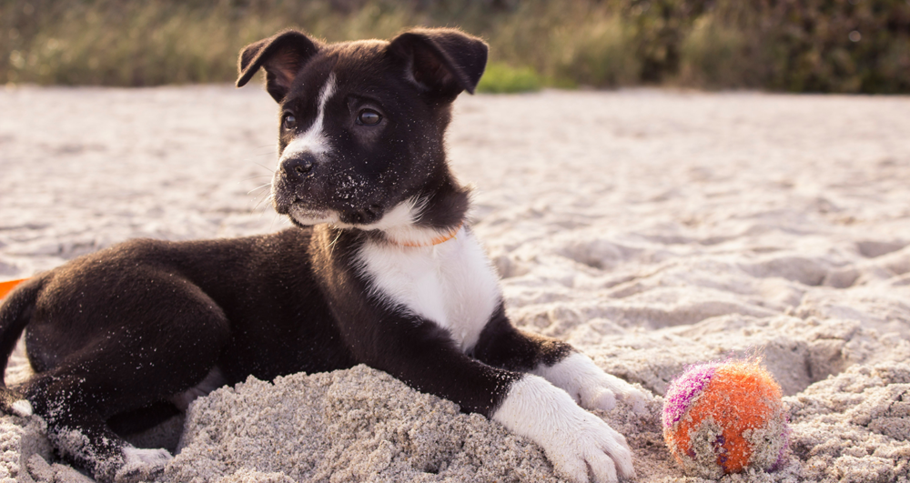Quelle mutuelle choisir pour son chien ou son chat ?